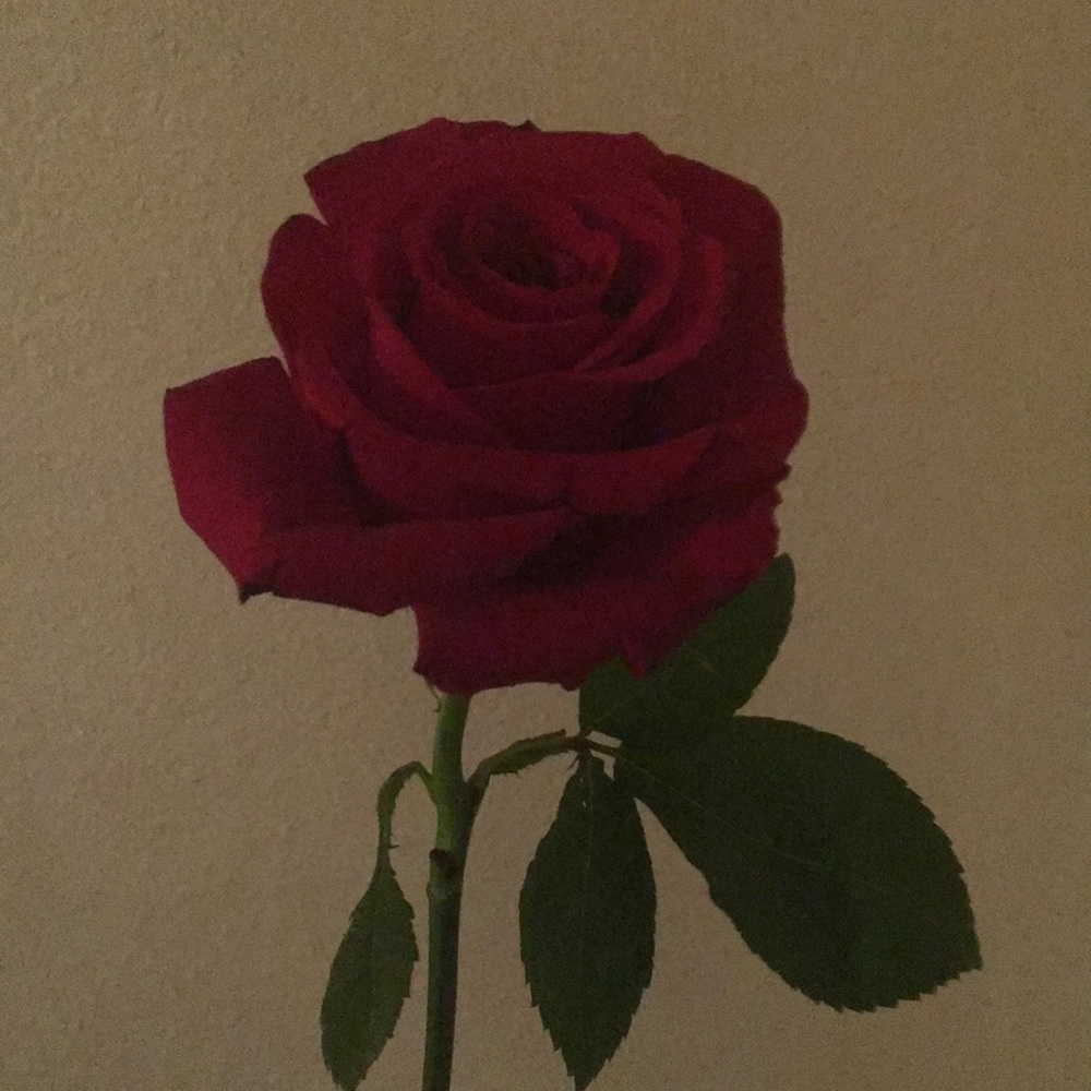 Meet your Posher, Betty